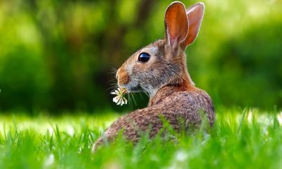 rabbit easter