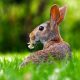 rabbit easter