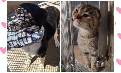 Adoptable pet double feature: Peanut the dog and Winky the cat
