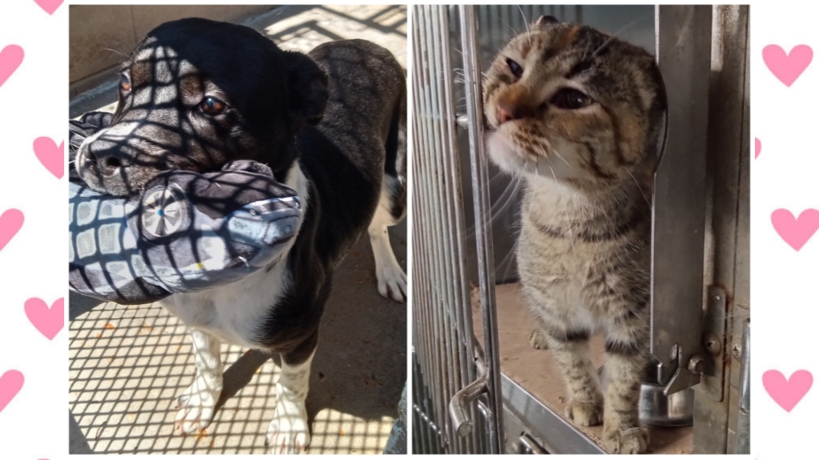 Adoptable pet double feature: Peanut the dog and Winky the cat